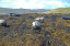 1 Seals in Dunvegan Isle of Skye  26